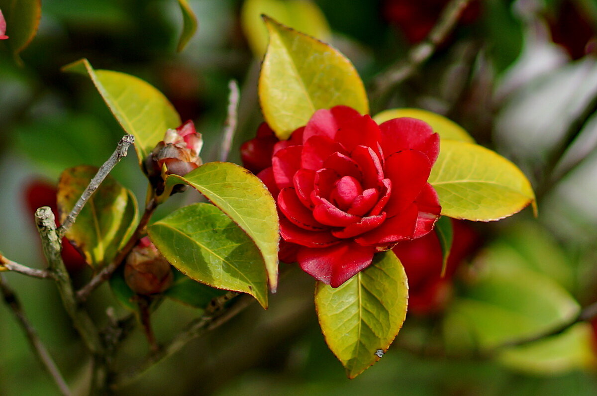 Камелия японская... - Николай Саржанов Камелия японская... - Николай Саржанов
