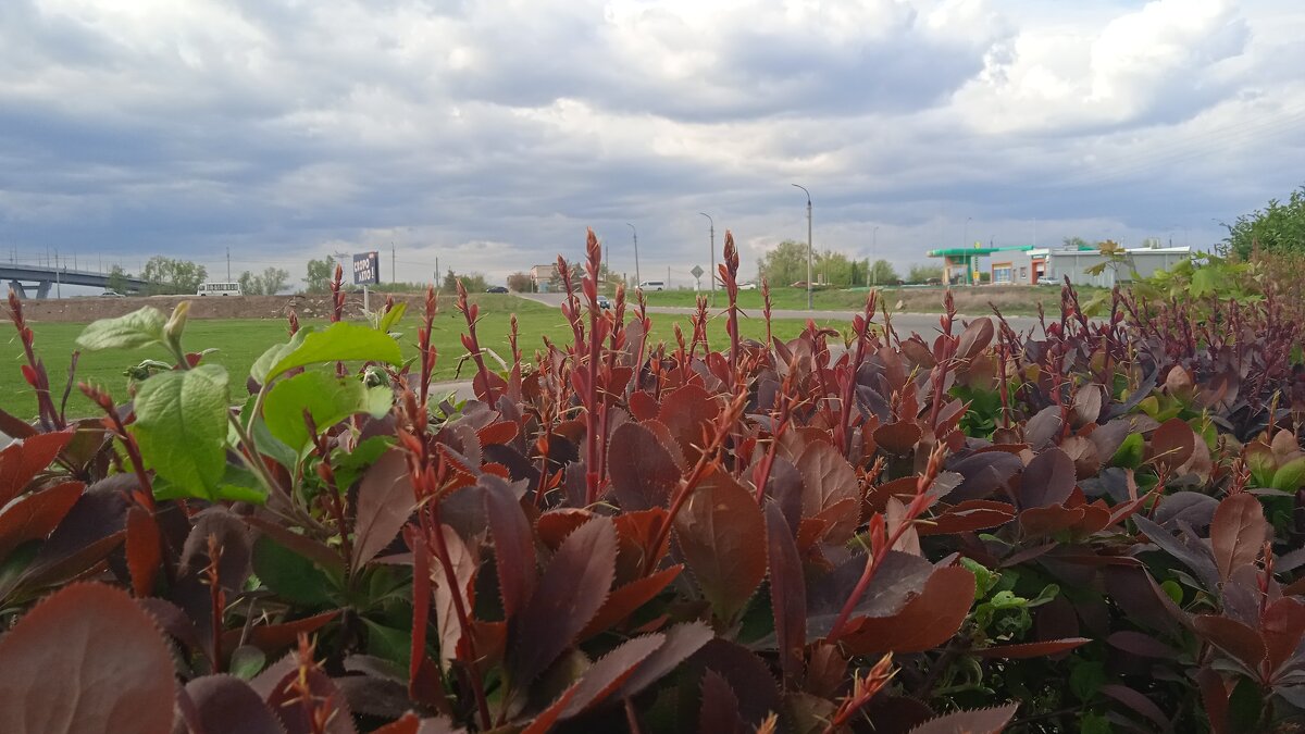 вот и май - Елена Шаламова