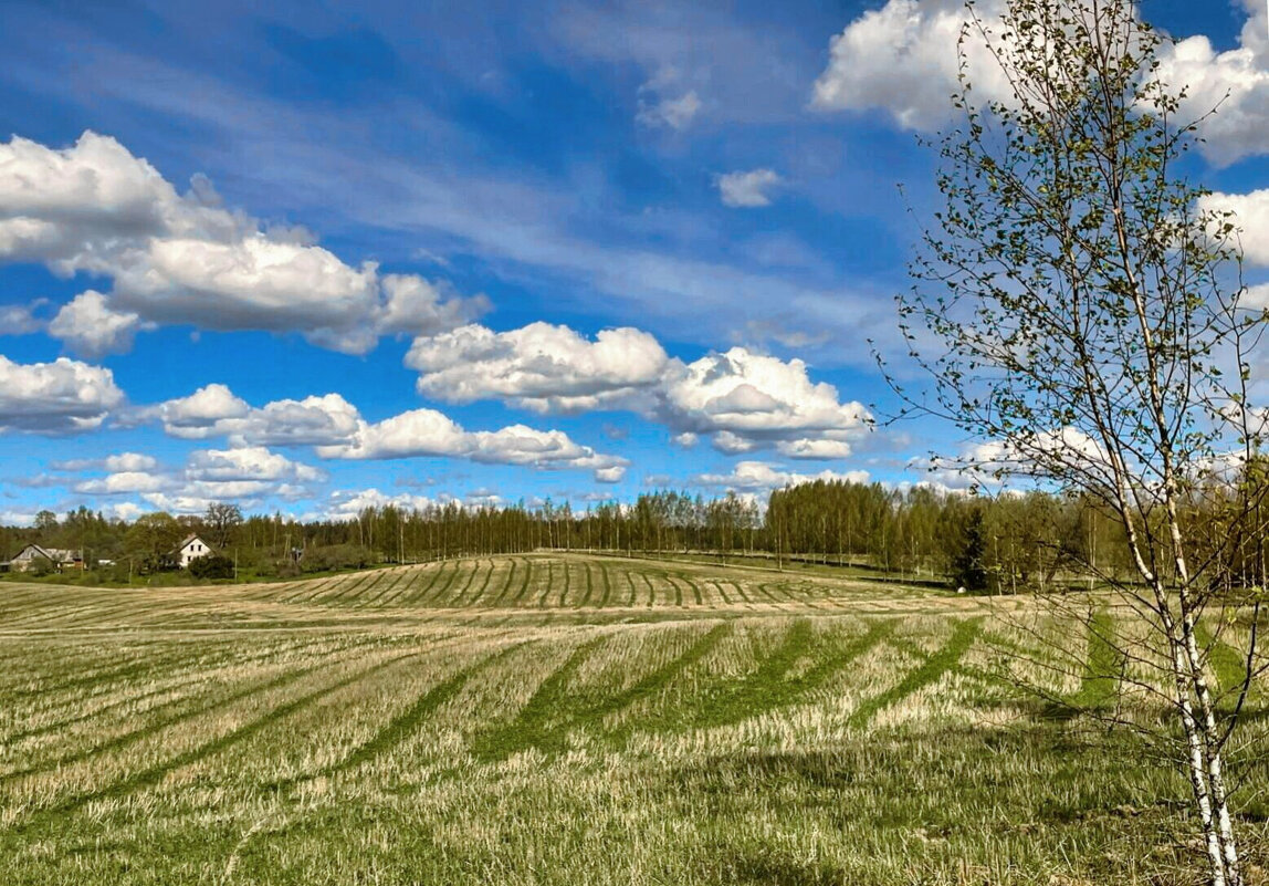 Spring 030525 - Arturs Ancans