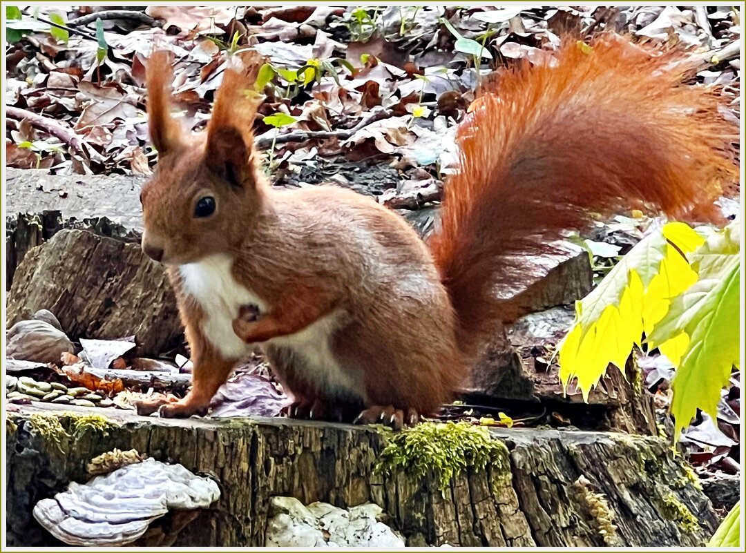 Белочки Ашманн-парка. - Валерия Комова Белочки Ашманн-парка. - Валерия Комова