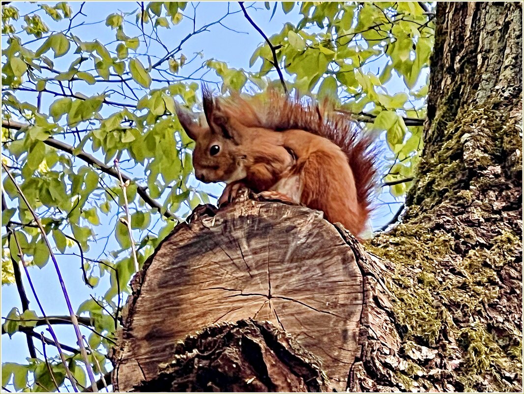 Шустрые белочки парка Ашманна. - Валерия Комова Шустрые белочки парка Ашманна. - Валерия Комова