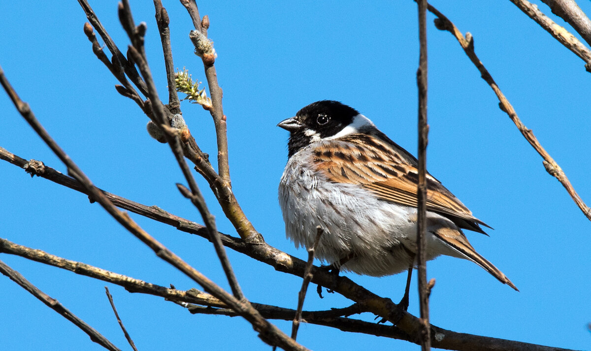 Камышовая овсянка. - Владимир Безбородов Камышовая овсянка. - Владимир Безбородов