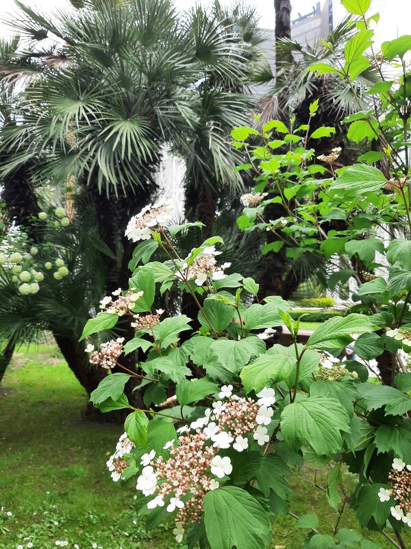 Калина обыкновенная - Tata Wolf Калина обыкновенная - Tata Wolf