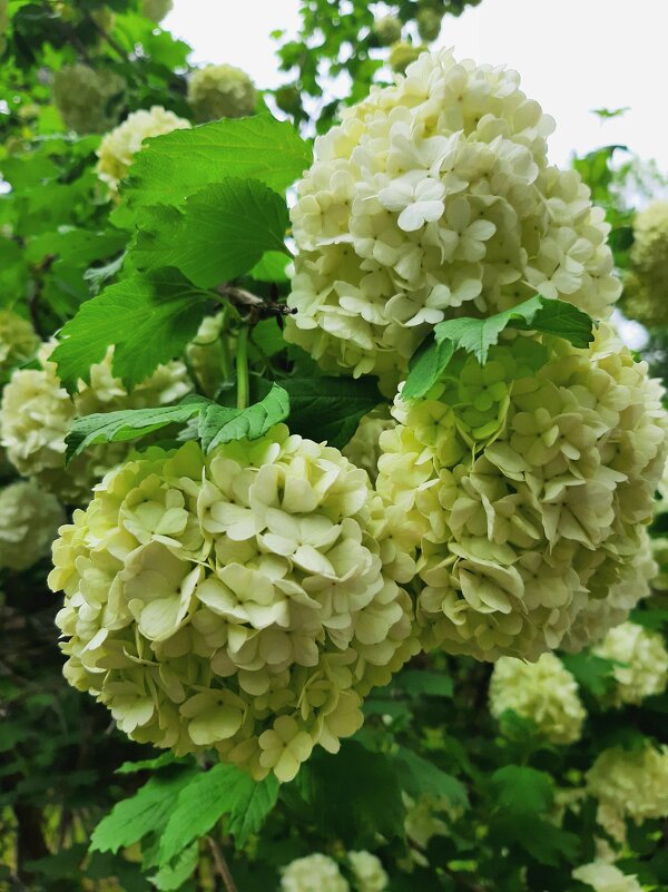 Калина Бульденеж - Tata Wolf Калина Бульденеж - Tata Wolf