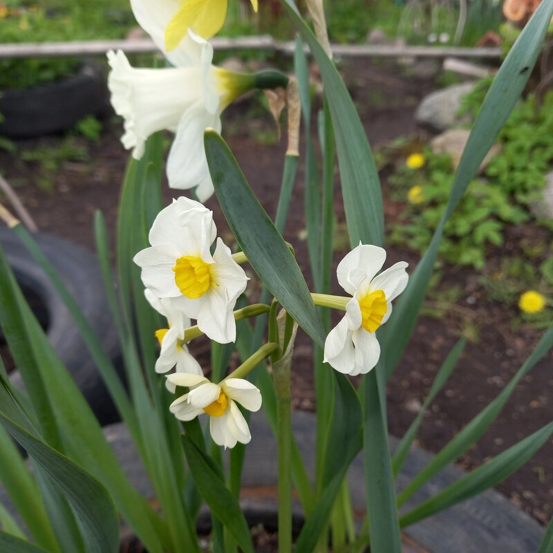 Нарцисс о четырёх головах - BoxerMak Mak