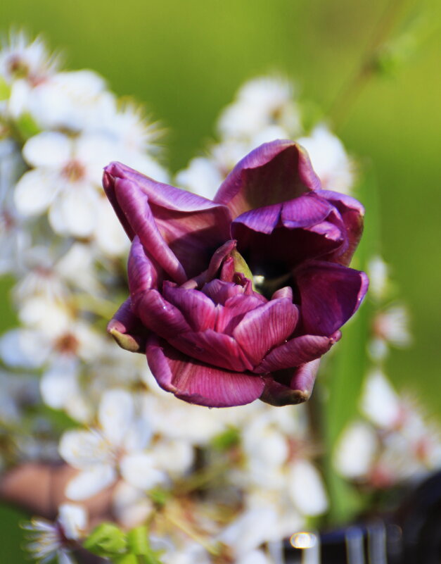 Тюльпанчик.. - Татьян@ Ивановна