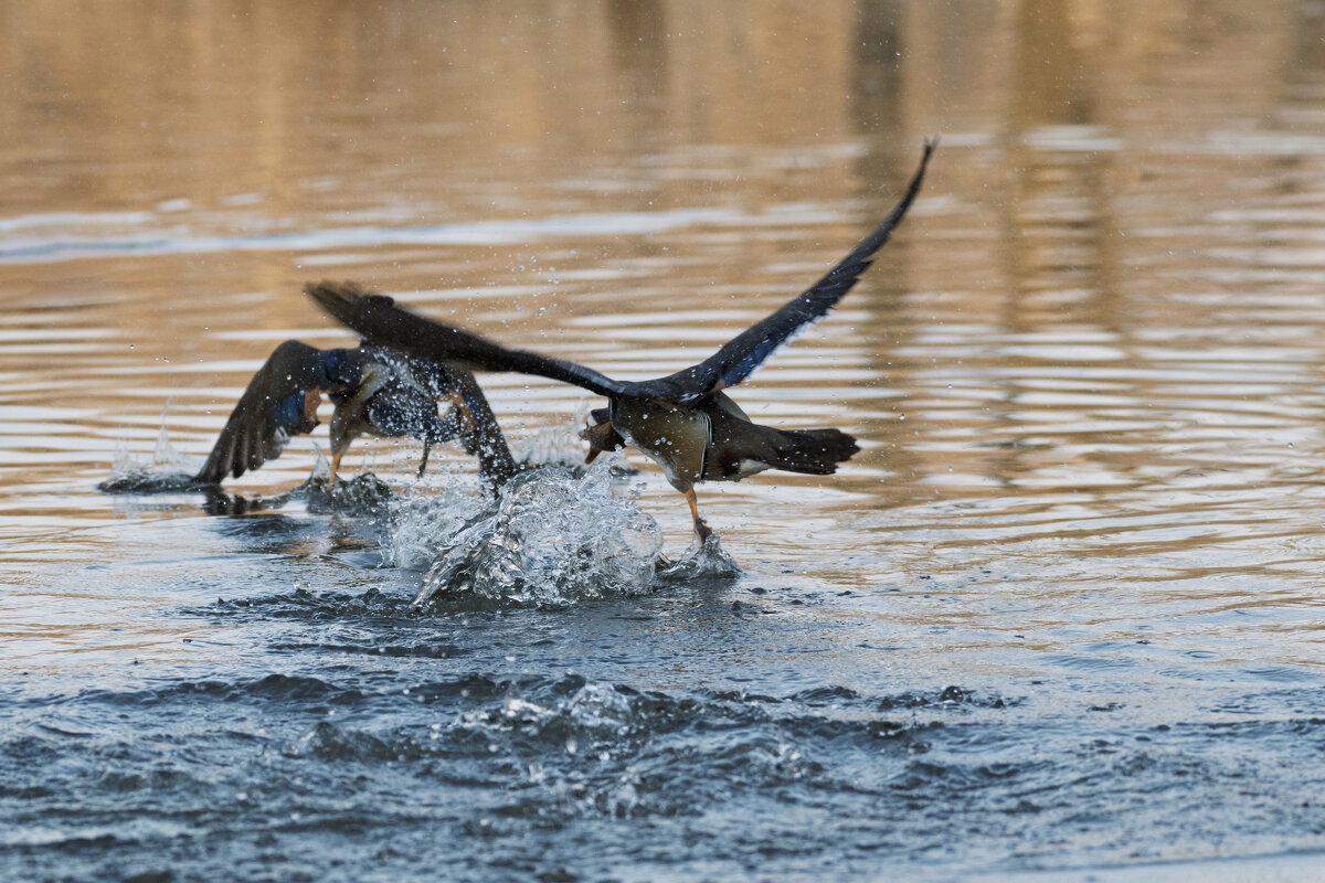 *** - Alexandr Khizhniak