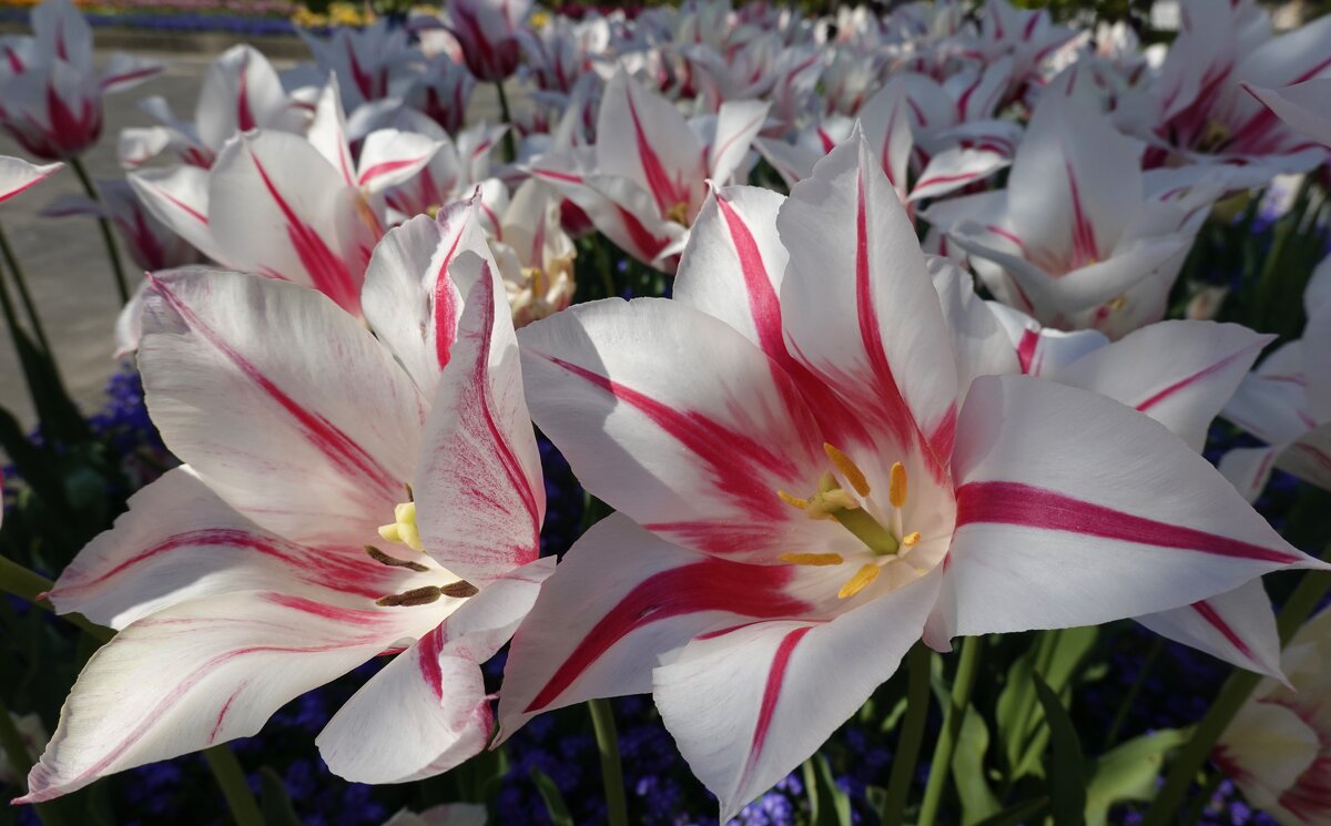 ."...белых тюльпанов плывут облака.. - Галина ."...белых тюльпанов плывут облака.. - Галина