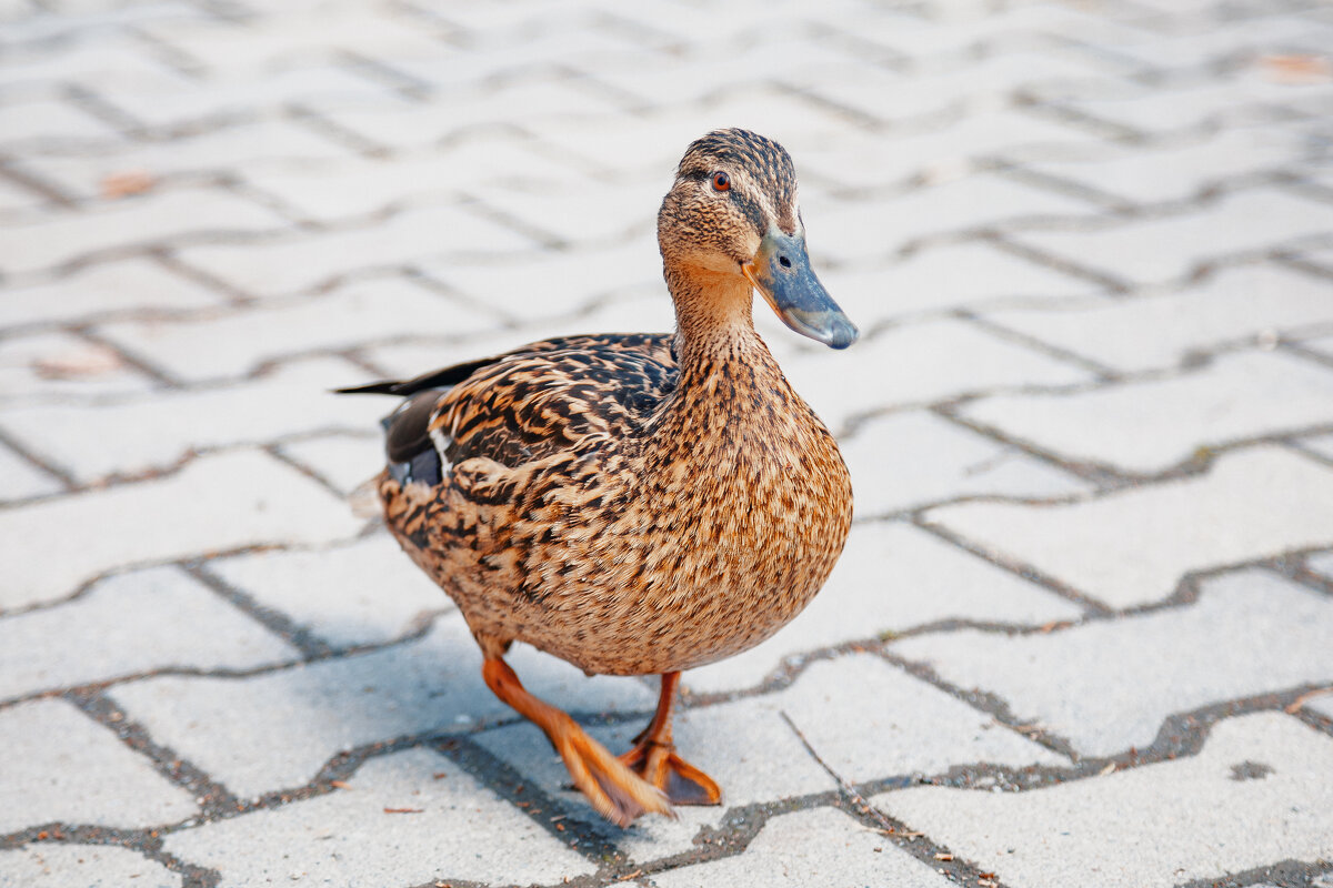 Кря - Aleksey Zaikin