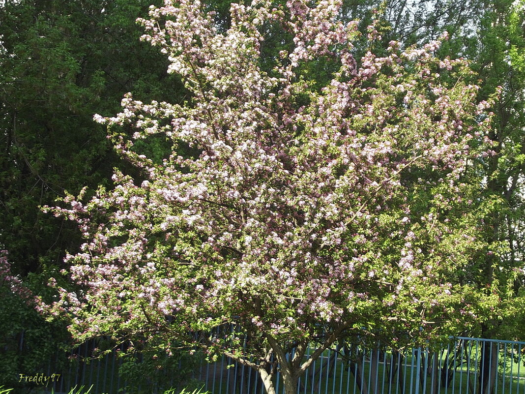 Цветение яблони... - Freddy 97
