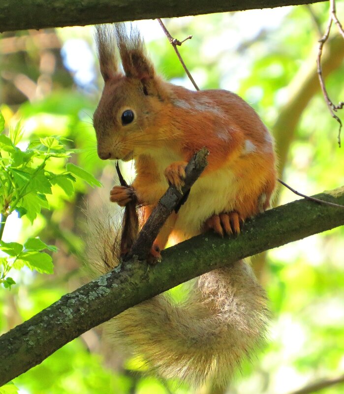 Держится за хвостик - Андрей Снегерёв Держится за хвостик - Андрей Снегерёв