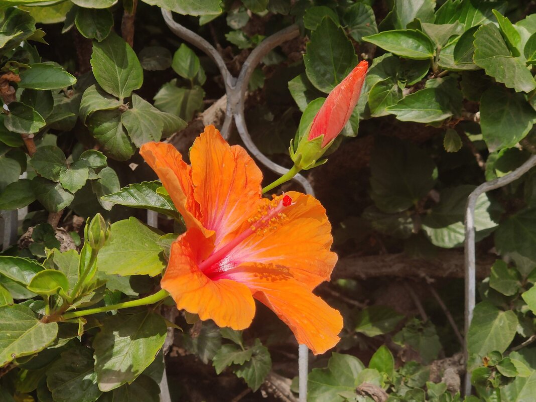 Гиби́скус кита́йский, или Кита́йская ро́за - Светлана Хращевская Гиби́скус кита́йский, или Кита́йская ро́за - Светлана Хращевская