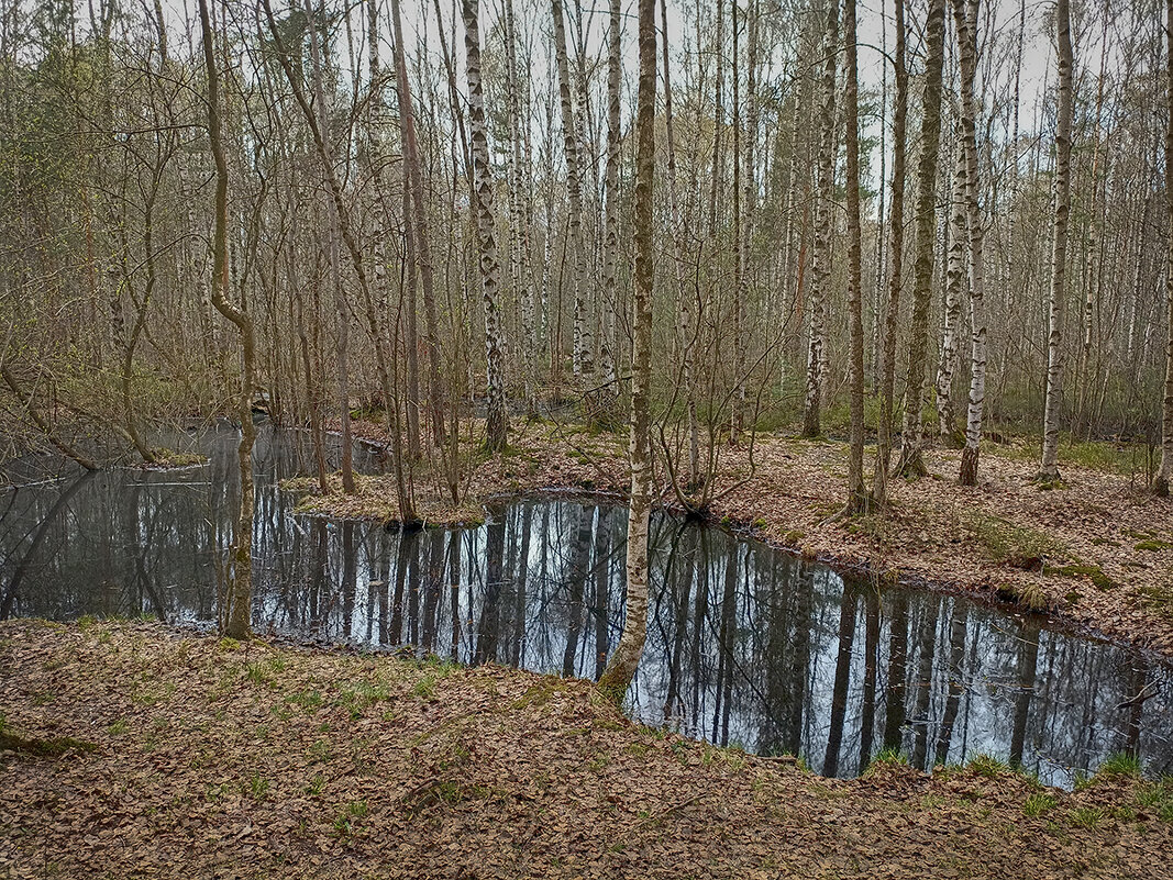 Весна в парке Сосновка - Лилия * Весна в парке Сосновка - Лилия *
