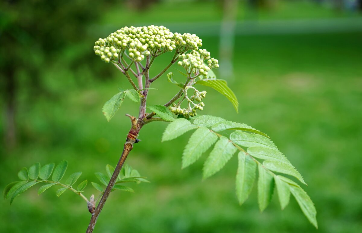Рябинка скоро зацветет - Татьяна Тюменка Рябинка скоро зацветет - Татьяна Тюменка