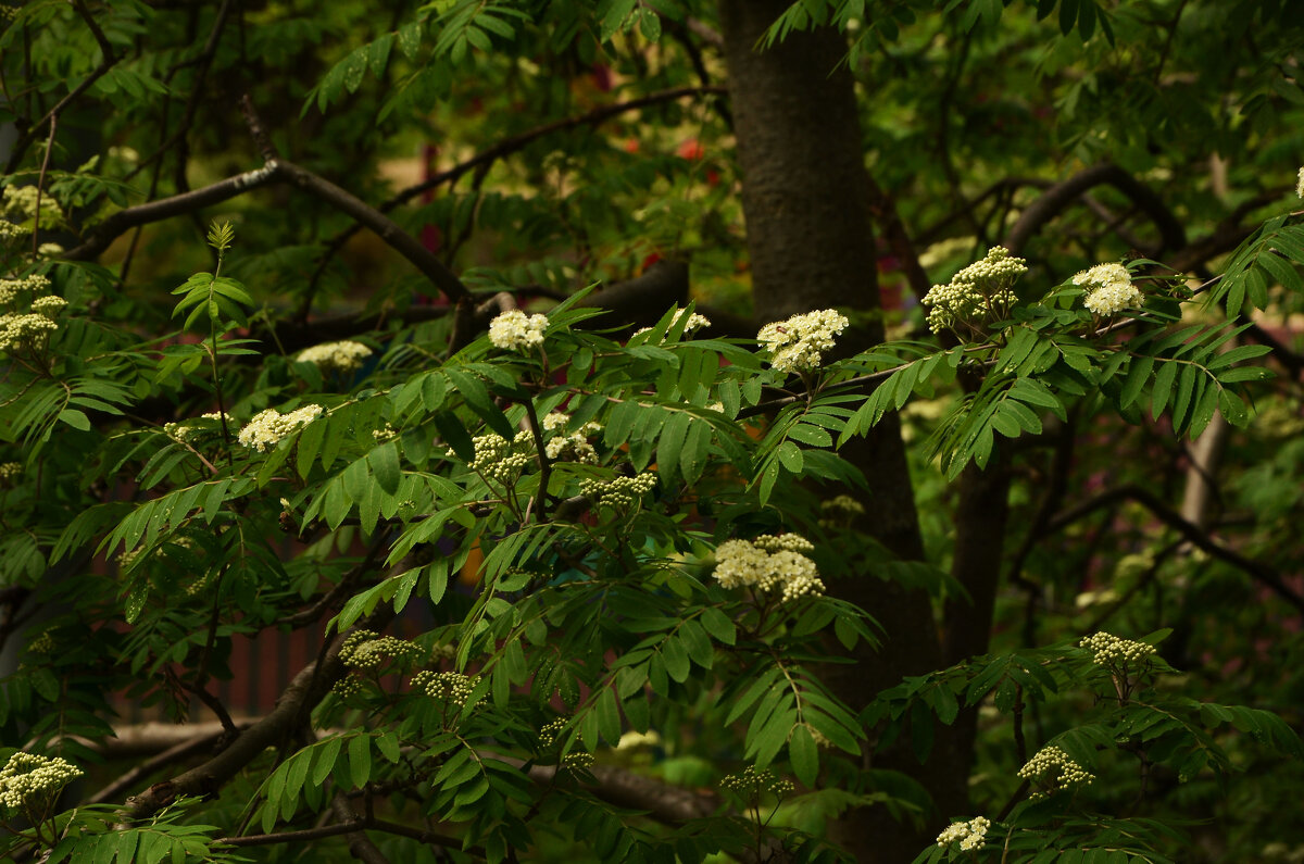 Рябина - Oleg4618 Шутченко