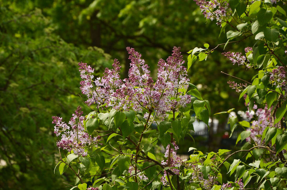 Сирень - Oleg4618 Шутченко