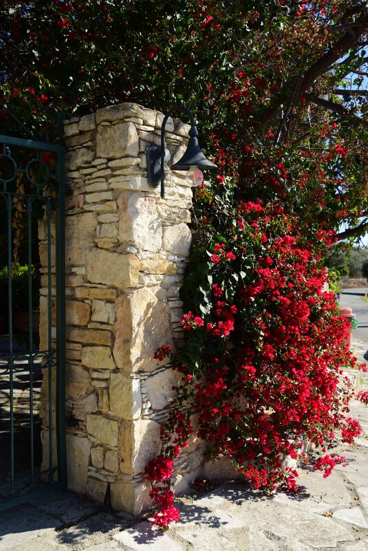 Ограда, фонарь, бугенвиллея - Oleg4618 Шутченко