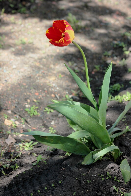 Весны цветение - victor Lion