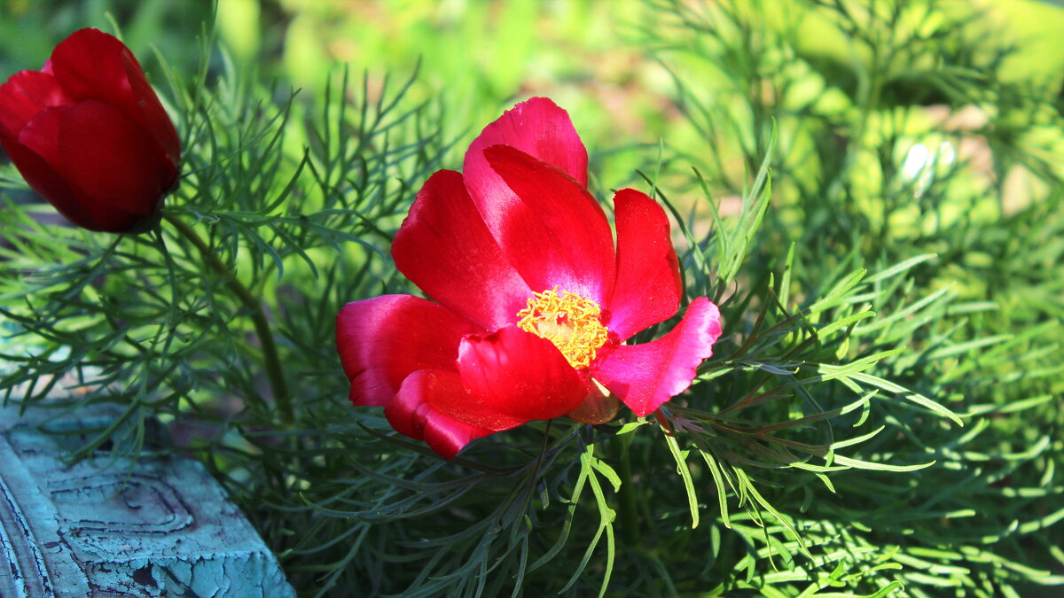 Пион тонколистный. - Игорь Родионов