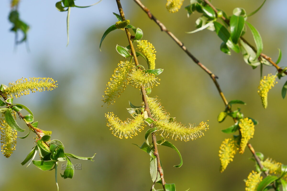 Пришла весна - Сергей Беляев