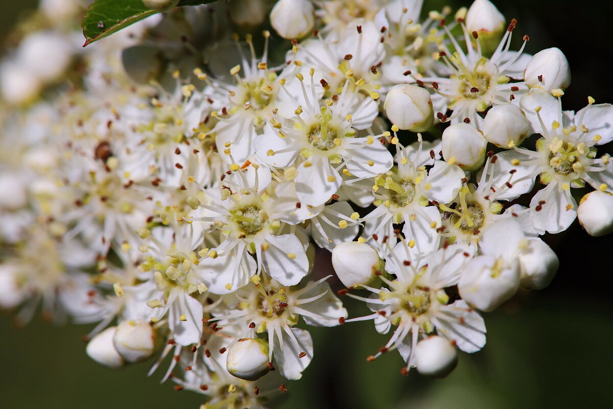Бузина травянистая. - Оля Богданович Бузина травянистая. - Оля Богданович