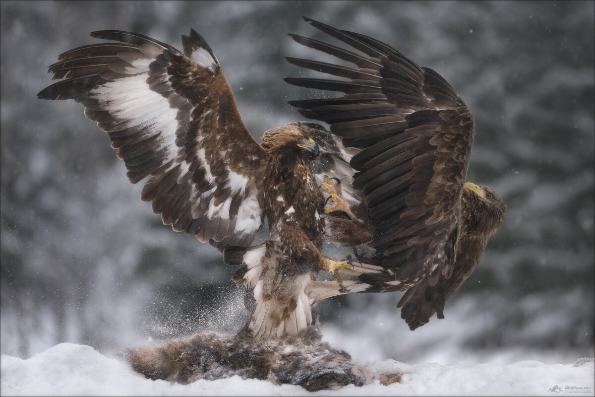 FIGHT - Влад Соколовский