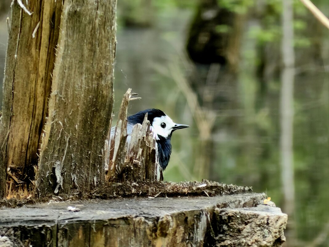 А тем временем в лесу... - Светлана 13.06.