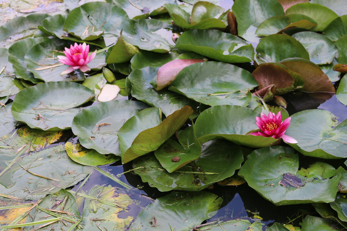 Пруд у Несвижского замка - Ольга Пруд у Несвижского замка - Ольга
