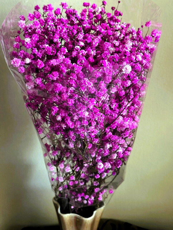 ГИПСОФИЛА - Анатолий Малобродский ГИПСОФИЛА - Анатолий Малобродский