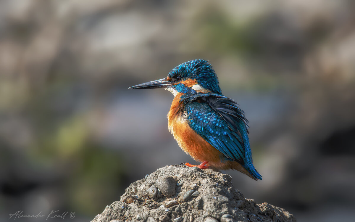 Утренняя охота - Александр К.