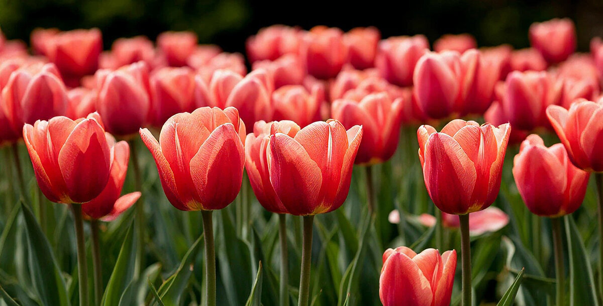 Тюльпаны - Андрей Тюльпаны - Андрей