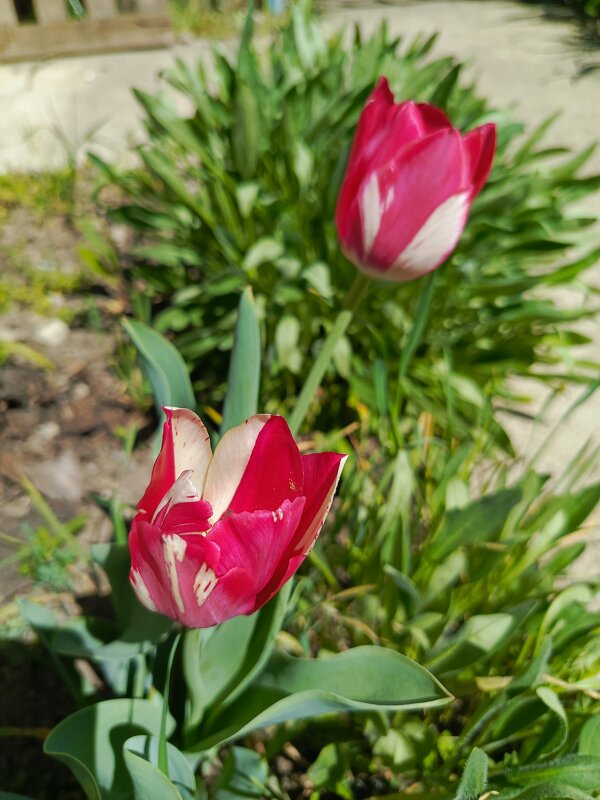 Тюльпанчики - Татьяна Пальчикова Тюльпанчики - Татьяна Пальчикова