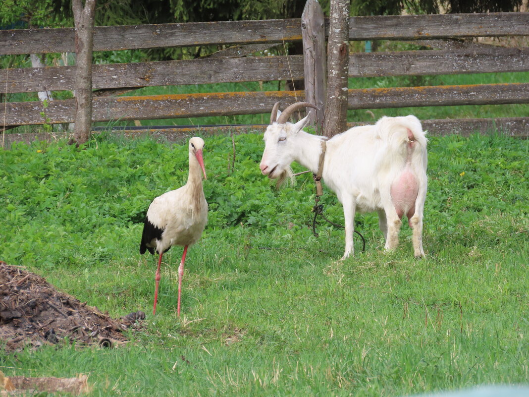 Друзья - Ольга Митрофанова