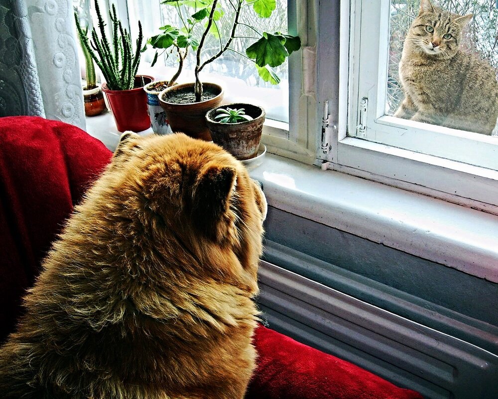 Встреча друзей - Владимир Никольский (vla 8137)