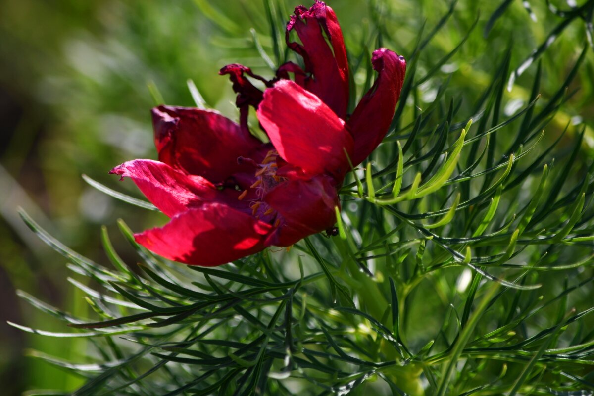 Аленький цветочек)) - Татьяна Евдокимова