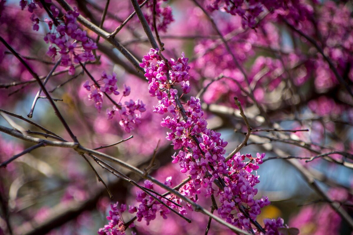 Миндаль - Тамара Федорова