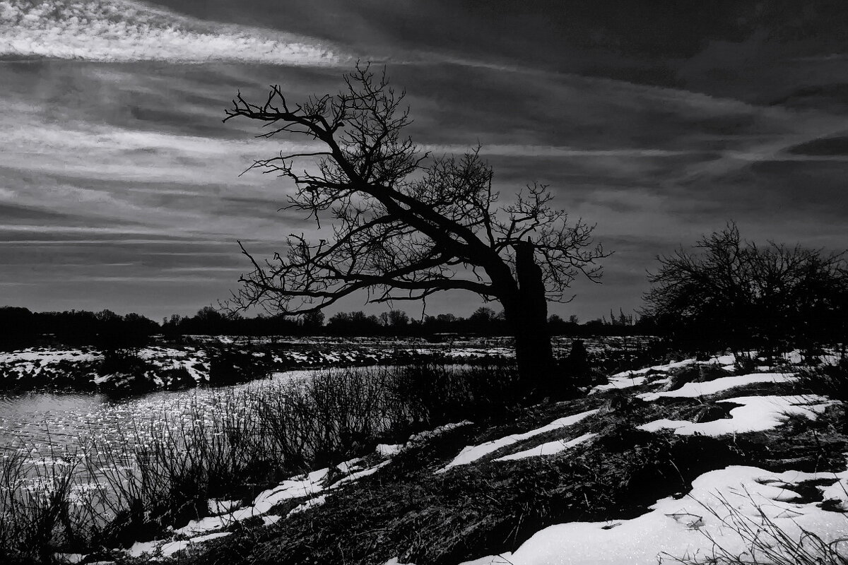 У старого дуба... - Владимир Шошин У старого дуба... - Владимир Шошин