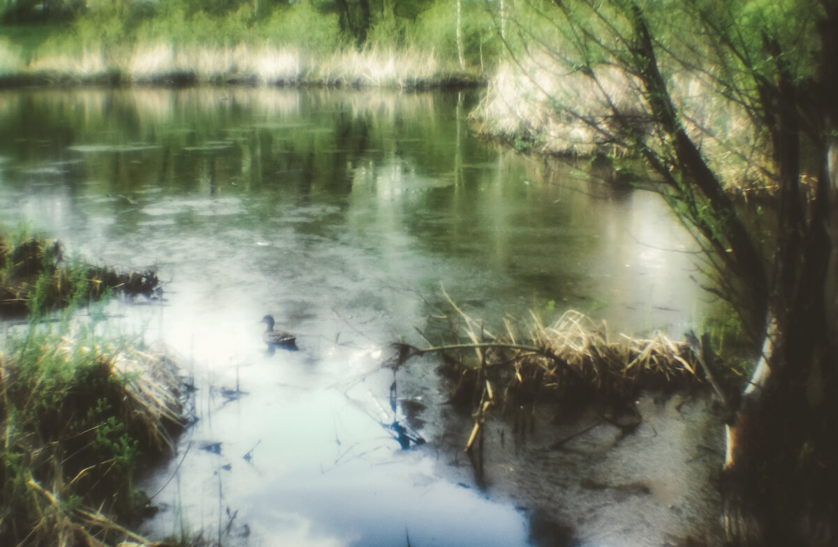 На пруду - Сергей Царёв