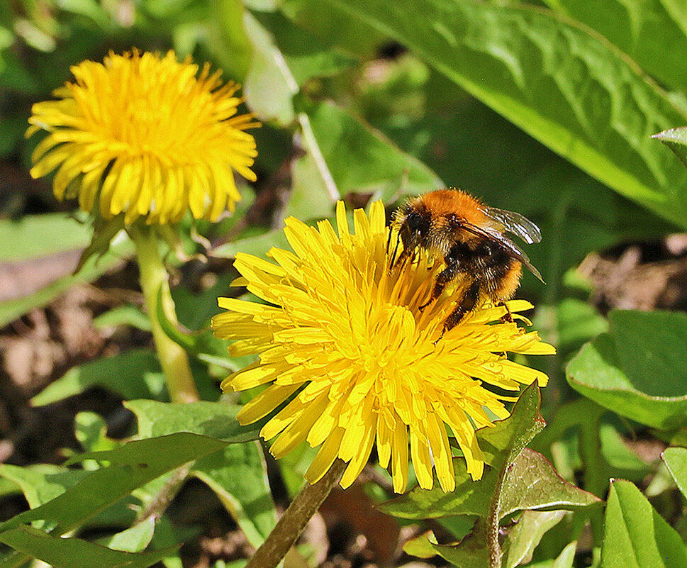 Вот и пчёлки проснулись... - Светлана Вот и пчёлки проснулись... - Светлана