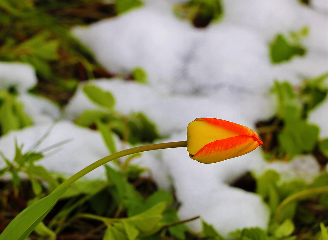После снегопада в ночь на 2 мая - Светлана После снегопада в ночь на 2 мая - Светлана