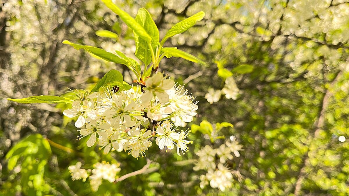 ***это В Е С Н А*** - Olga Oskolkova