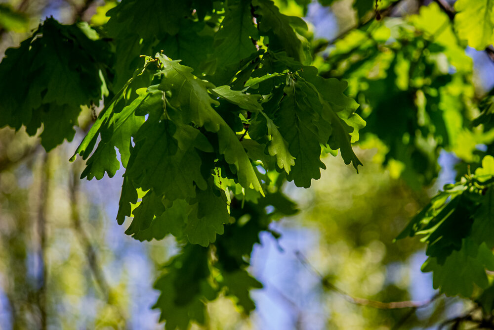 Весенние дубовые листья - Светлана SvetNika17