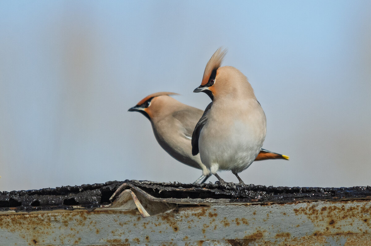 Свиристели. - Виктор Иванович Чернюк