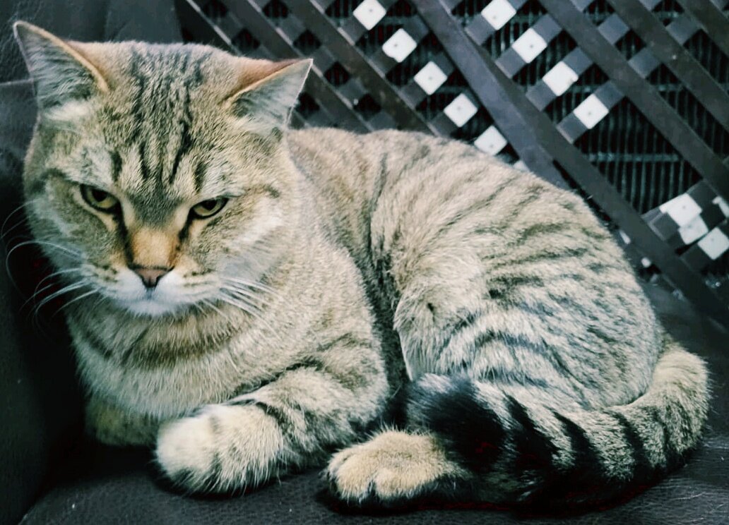 Милый котик - Георгиевич 