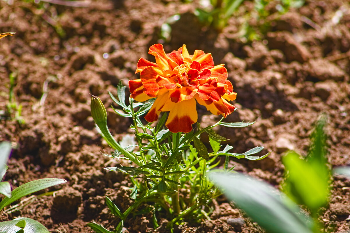 красные бархатцы - Giant Tao /