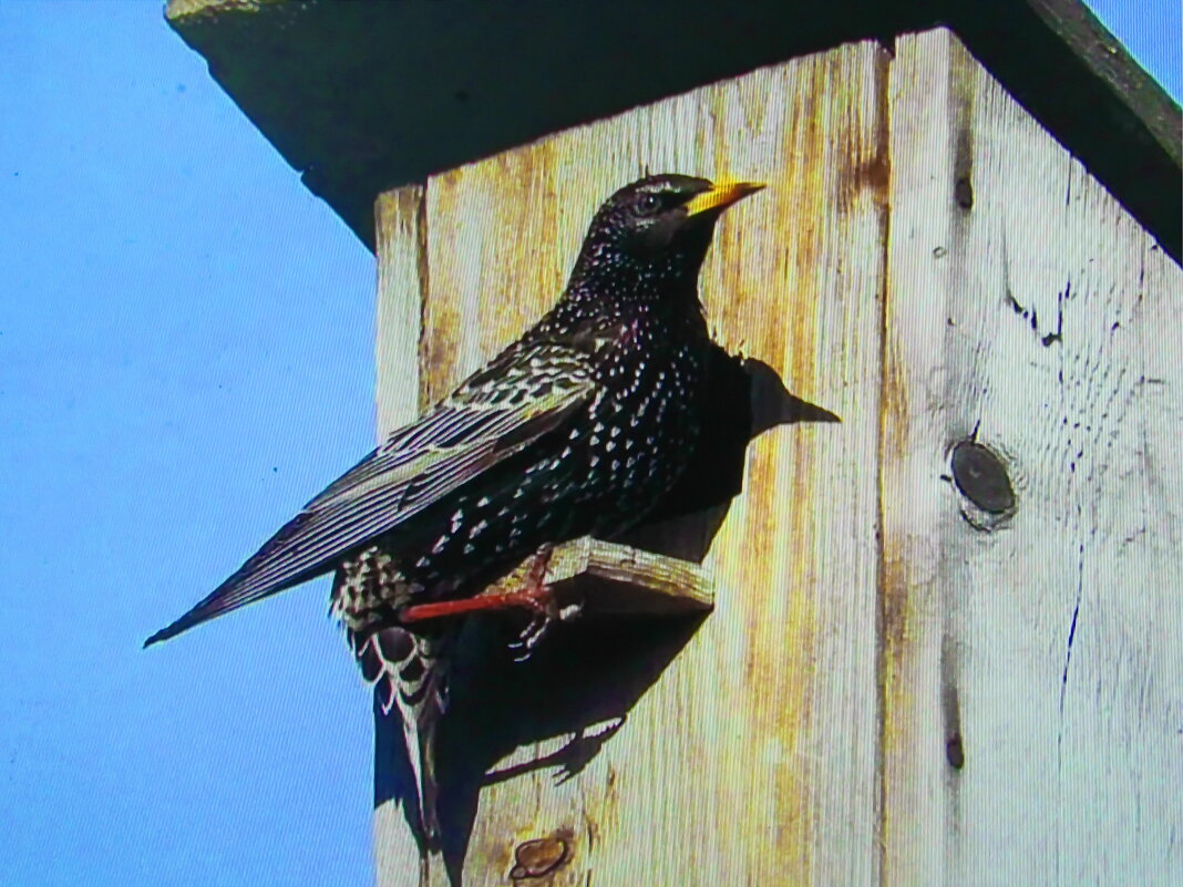 Прилетел в свой дом - Людмила Смородинская Прилетел в свой дом - Людмила Смородинская