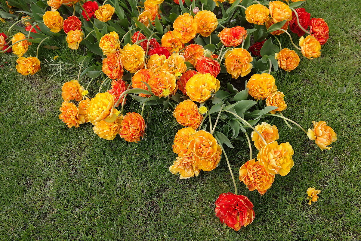 Тюльпаны - Рита Симонова