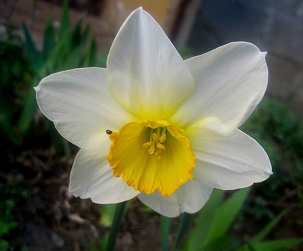 Нарцисс - Елена Семигина