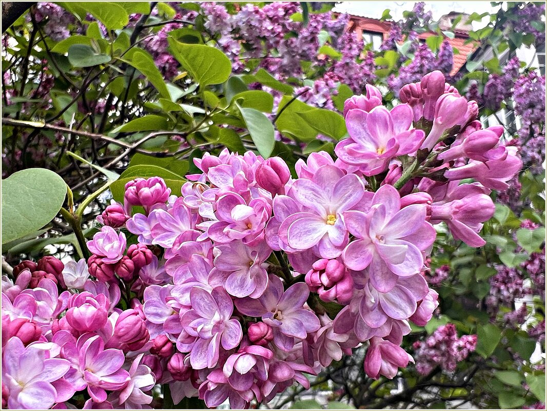 Такая разная сирень. - Валерия Комова Такая разная сирень. - Валерия Комова