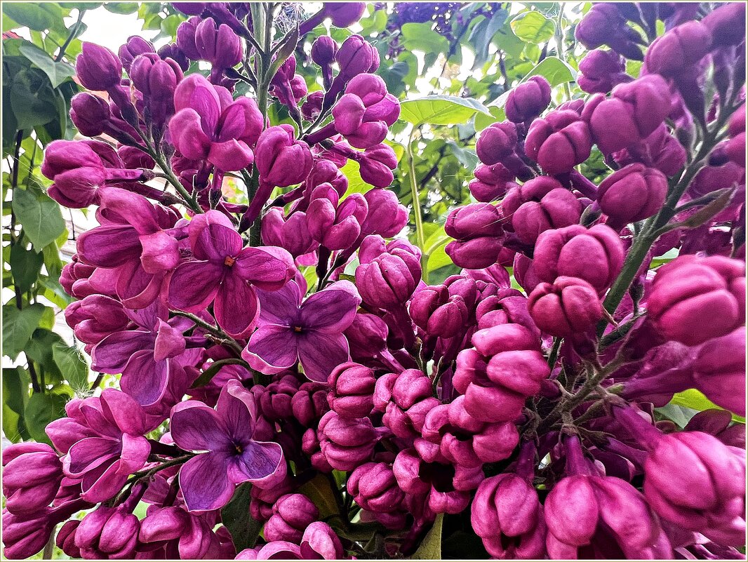 Такая разная сирень. - Валерия Комова Такая разная сирень. - Валерия Комова